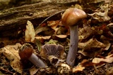 Dermocybe splendida image