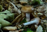 Dermocybe splendida image