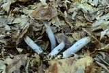 Dermocybe splendida image