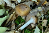 Dermocybe splendida image
