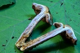 Dermocybe splendida image