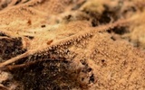 Steccherinum fimbriatum image