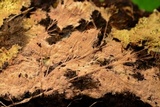 Steccherinum fimbriatum image