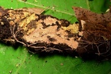 Steccherinum fimbriatum image
