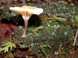 Lichenomphalia umbellifera image