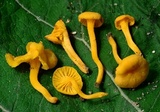 Cantharellus minor image