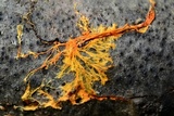 Hydnophlebia chrysorhiza image