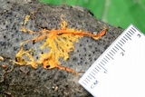 Hydnophlebia chrysorhiza image