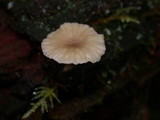 Lichenomphalia umbellifera image