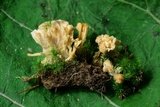 Tremellodendron schweinitzii image