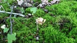 Tremellodendron schweinitzii image