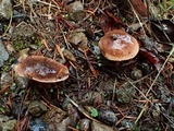 Hebeloma quercetorum image