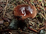 Hebeloma quercetorum image