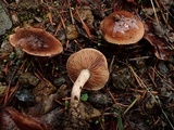 Hebeloma quercetorum image
