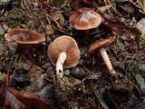 Hebeloma quercetorum image