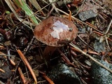 Hebeloma quercetorum image