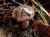 Hebeloma quercetorum image