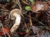 Hebeloma quercetorum image