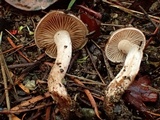 Hebeloma quercetorum image