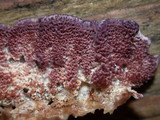 Trichaptum abietinum image