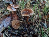 Hebeloma quercetorum image