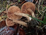 Hebeloma quercetorum image