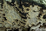 Fuscocerrena portoricensis image
