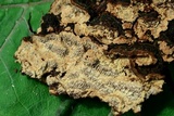 Fuscocerrena portoricensis image