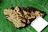 Fuscocerrena portoricensis image