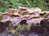 Trichaptum abietinum image