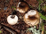 Russula sororia image