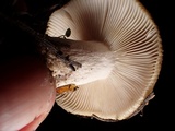 Russula sororia image