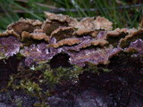 Trichaptum abietinum image