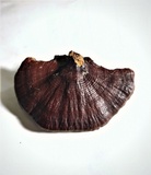 Ganoderma parvulum image