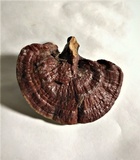 Ganoderma parvulum image