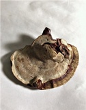 Ganoderma parvulum image