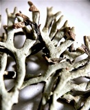 Hypogymnia inactiva image