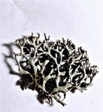 Hypogymnia inactiva image