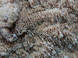 Trichaptum abietinum image