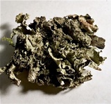 Platismatia glauca image