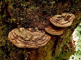 Ganoderma australe image