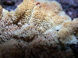 Trichaptum abietinum image