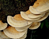 Rigidoporus ulmarius image