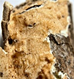 Byssomerulius corium image