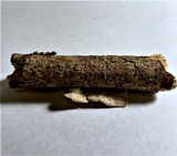Byssomerulius corium image