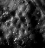 Byssomerulius corium image