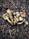 Pholiota terrestris image