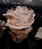 Daedalea quercina image
