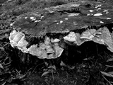 Daedalea quercina image