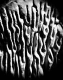Daedalea quercina image